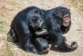 Chimps and bonobos relieve social tension by rubbing their genitals