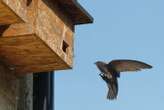 Don't forget birds and bats when renovating or building new homes