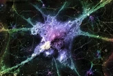 Novel approach to clearing brain waste shows promise for Alzheimer's