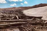 Melting ice reveals millennia old forest buried in the Rocky Mountains