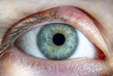 Resuscitated human retinas respond to light 10 hours after death