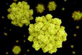 Norovirus vaccine pill shows promise against 'winter vomiting' bug