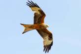 Red kites and buzzards are being killed by misuse of rat poisons