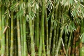 Biodegradable plastic made from bamboo is strong and easy to recycle