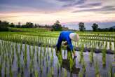 Rice variant slashes planet-warming methane emissions by 70 per cent