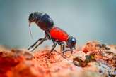 Secrets of velvet ant's venom explain what makes its sting so painful