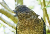 Parrot uses his broken beak to become a dominant male