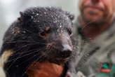Flash floods sweep through vital sanctuary for Australian animals