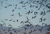 How bats pick out their own calls when flying in enormous swarms