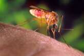 Mosquito-borne illnesses are spiking across the world