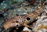 Walking shark found in Papua New Guinea is new to science