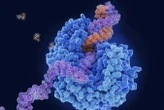 Multipurpose anti-viral pill may treat colds, norovirus, flu and covid