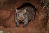 Endangered wombat's rare encounter with echidna caught on camera