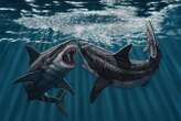 Giant megalodon sharks may have sparred with their jaws