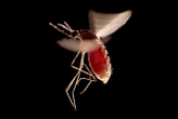Hedonistic habits could turn you into a mosquito magnet