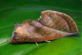 How a moth uses an optical illusion to disguise itself as a leaf