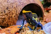 Poison frogs tap-dance to rouse prey and make them easier to catch