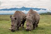 Northern white rhino could be saved from extinction using frozen skin