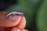 Tiny chameleon spotted by tourists in Madagascar is new to science