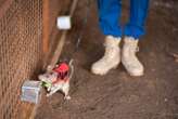 Giant rats trained to sniff out illegal wildlife trade