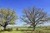 Oak trees use delaying tactics to thwart hungry caterpillars