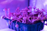 Psychedelics may boost mental health by dampening inflammation