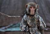 Dancing monkey hormones shed light on harmful street shows in Pakistan