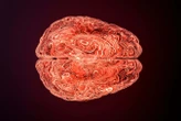 A new angle on brain health could bring much-needed new treatments