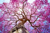 Huge genetic study redraws the tree of life for flowering plants
