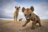 The best animal photos of 2023, from hyenas to southern stingrays