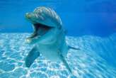 Dolphin 'smiles' may truly be a sign of playfulness