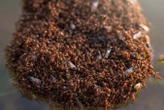 Fire ants form rafts that have weird properties when stretched