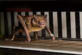 Vampire bats run on a treadmill to reveal their strange metabolism