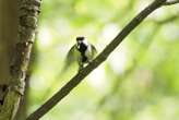 Birds make an 'after you' gesture to prompt their mate to enter nest