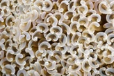Some corals change sex each year so they can find mates