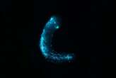 Sea cucumbers surprise scientists with spectacular light show