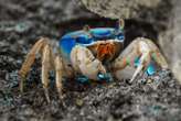 Crabs evolved to live away from the ocean up to 17 different times