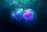 Our cells can divide in a completely unexpected way
