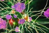 Low dose of lithium reverses Alzheimer's symptoms in mice