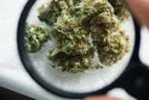 Inside the secretive cannabis lab that makes futuristic weed