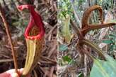 Hairy ‘orangutan pitcher plant’ discovered in Borneo