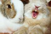 Rabbits may eat their own teeth to boost their calcium intake