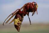 Hornets can hold their alcohol like no other animal on Earth