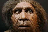 Neanderthals' hefty noses weren’t well adapted to cold climates
