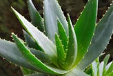 Aloe vera plants turned into energy-storing supercapacitors