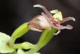 An orchid uses a finger-like appendage to pollinate itself