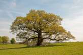 English oaks can withstand warming – but other trees will struggle