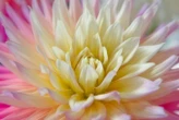 Can AI understand a flower without being able to touch or smell?