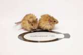 Can genetically engineered 'woolly' mice help bring back the mammoth?