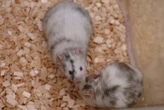 A chromosome from a frozen rat has been resurrected inside mice